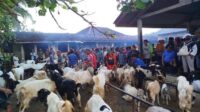 Ilustrasi Hewan Qurban